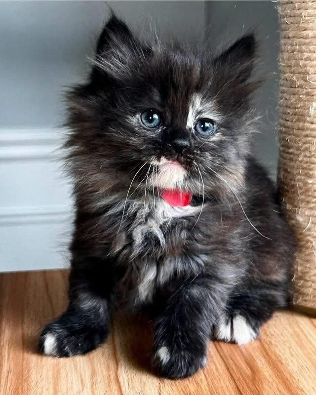 Nina